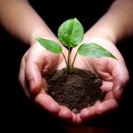 Hands holding sapling in soil