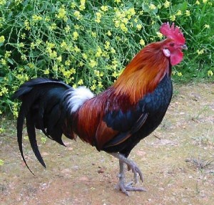 rooster