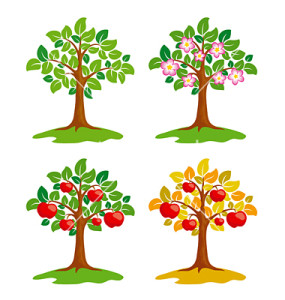 Apple-tree at different seasons. EPS8 vector.